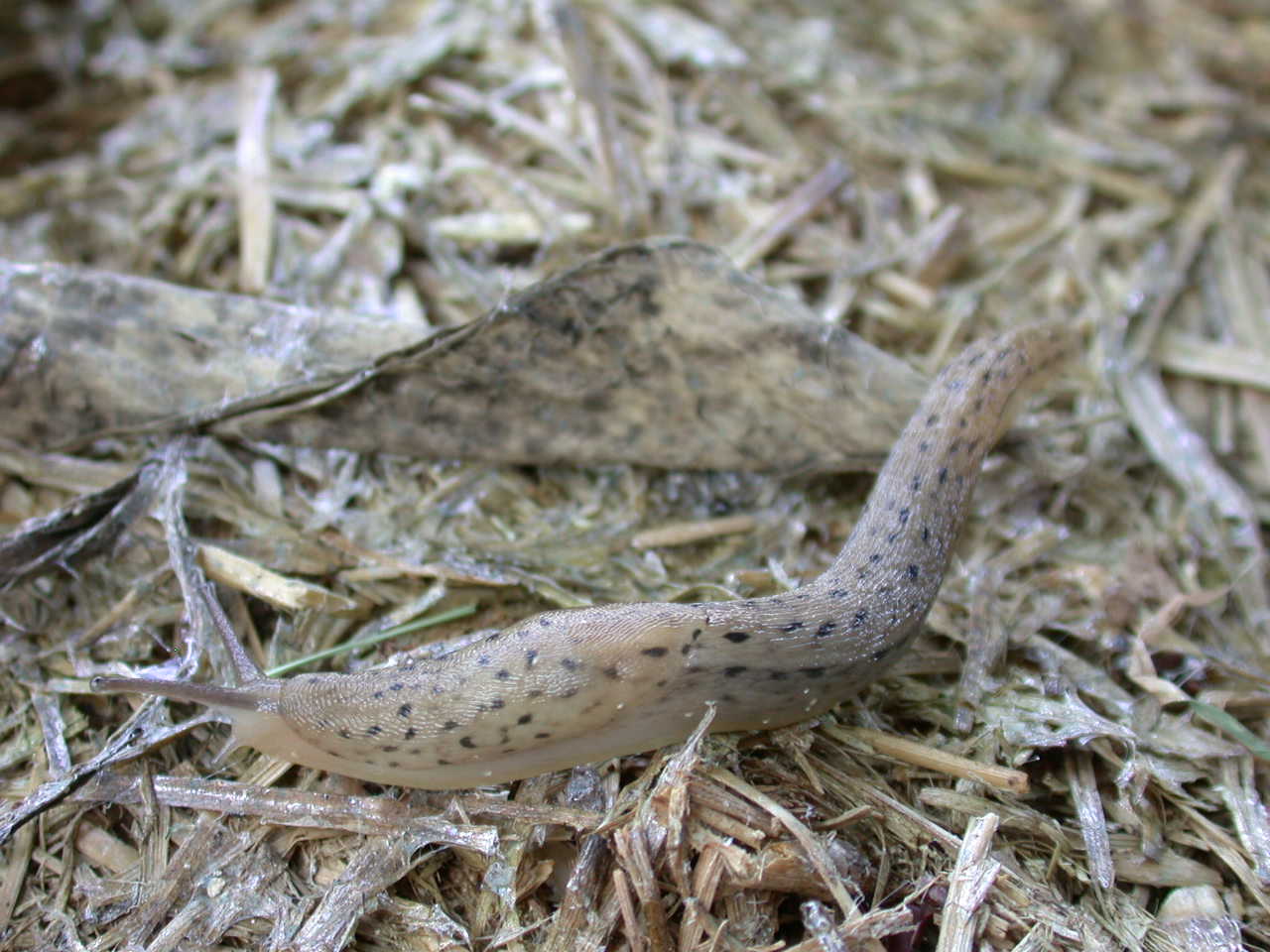 Limax cf. maximus mangiava funghi ...a Castel di Ieri (AQ)